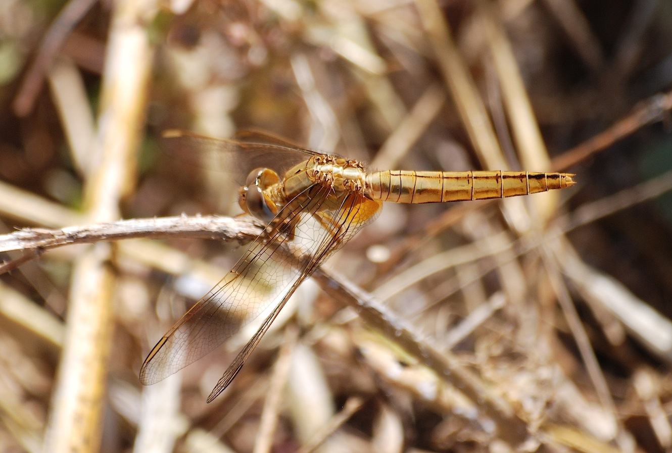 Identificazione 9 - Crocothemis erythraea